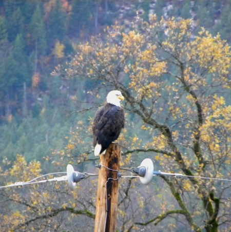 bald eagle waiting.jpg